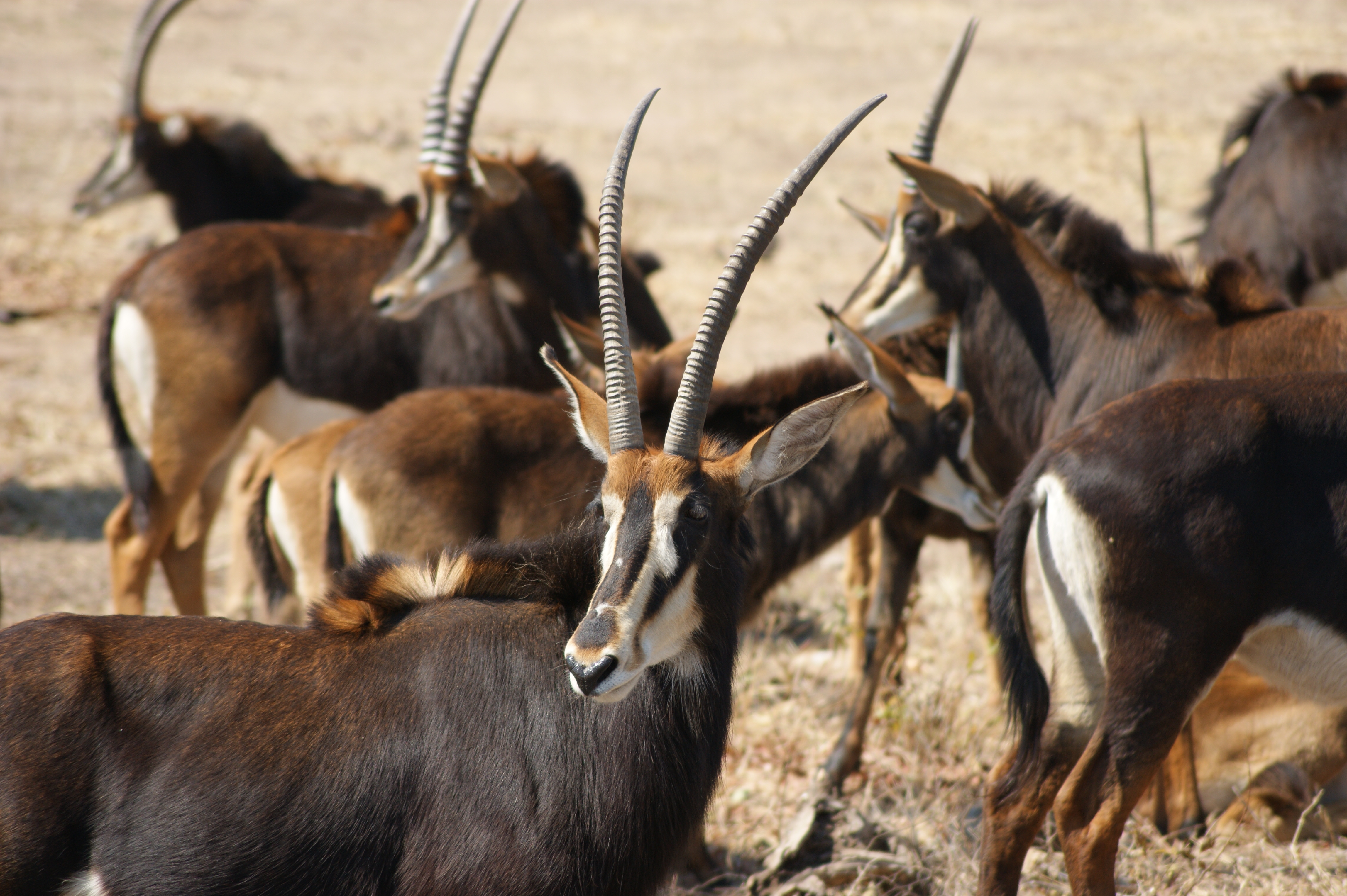 antilope
