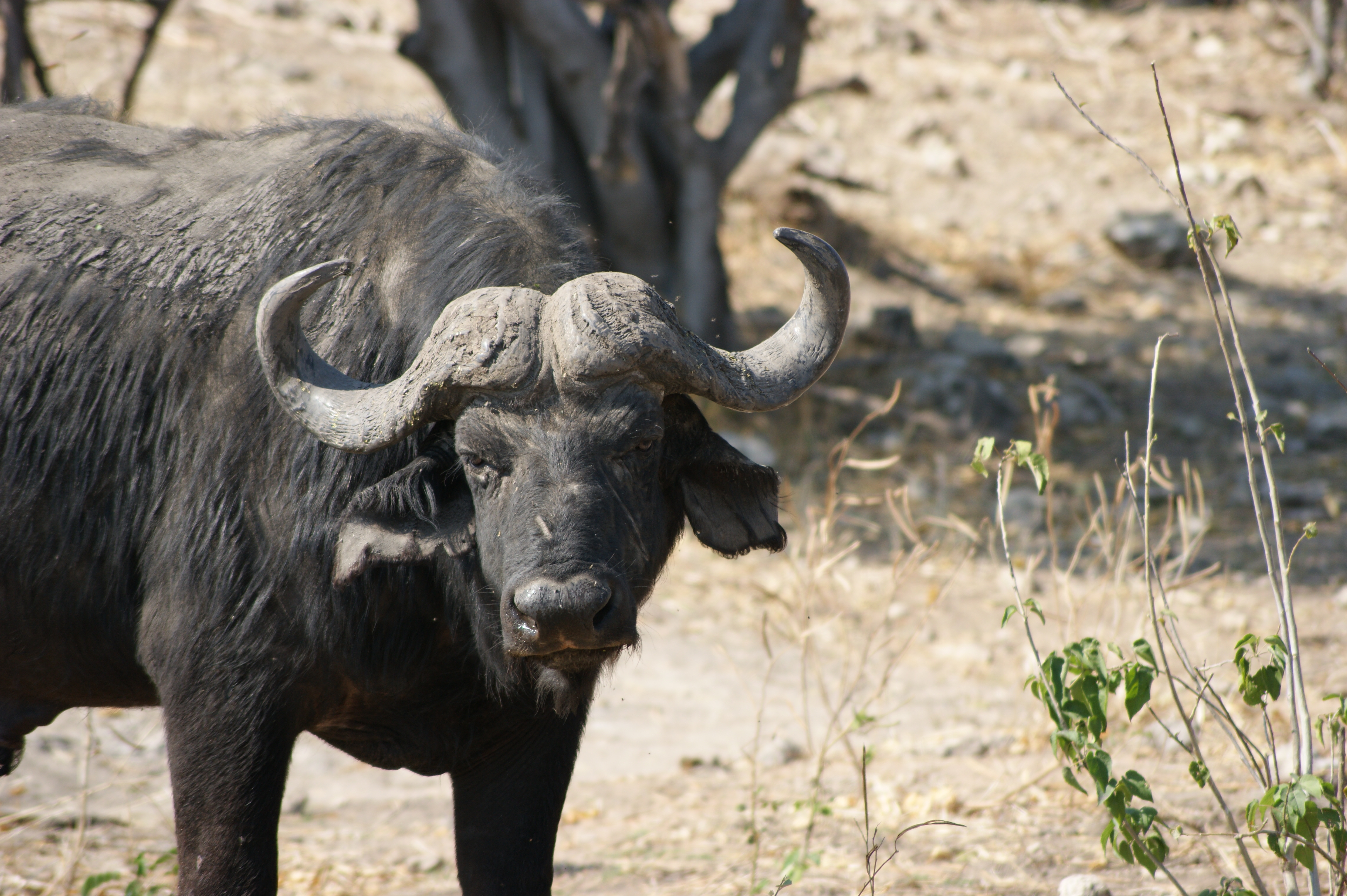 buffalo