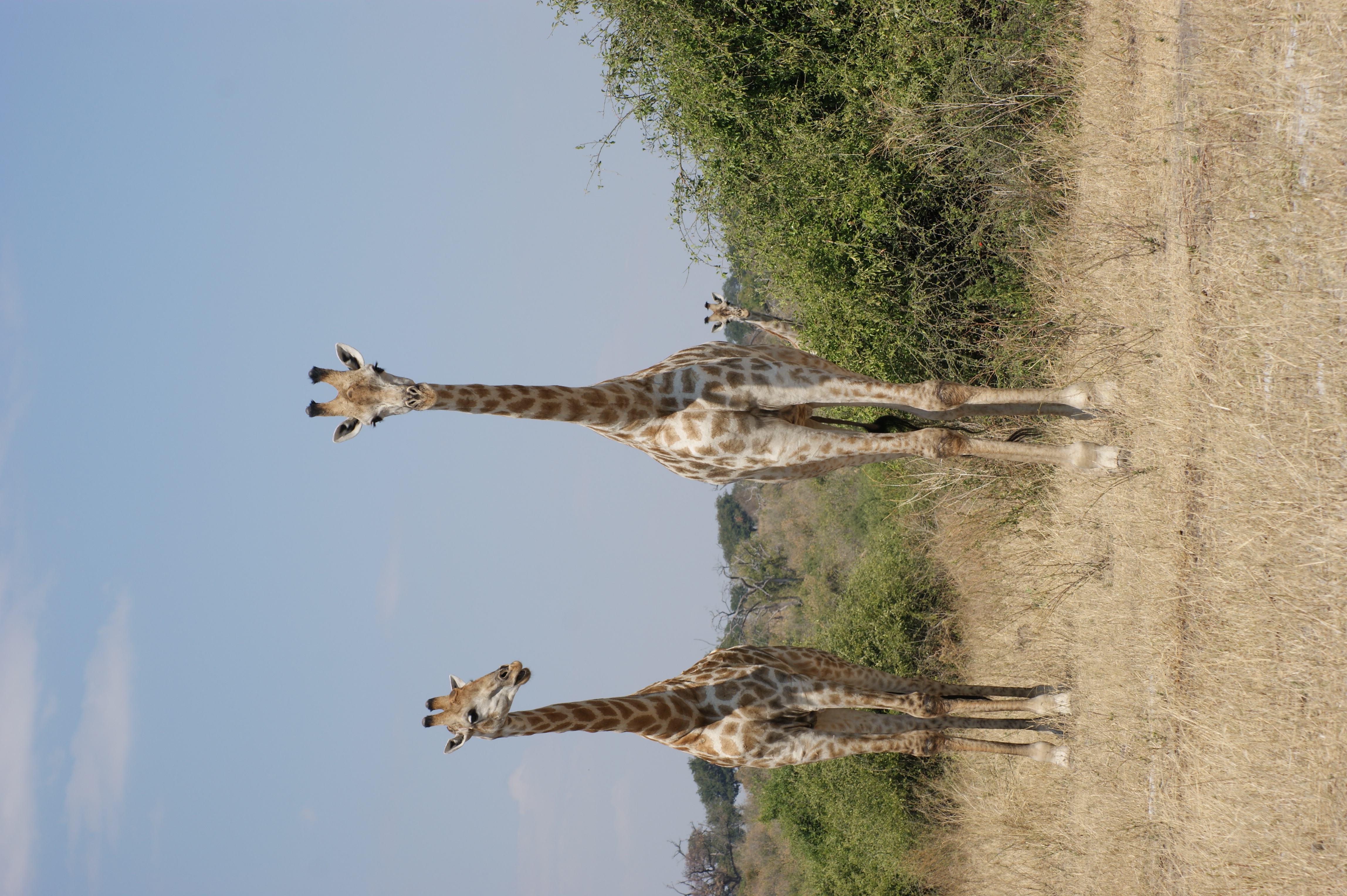 giraffe