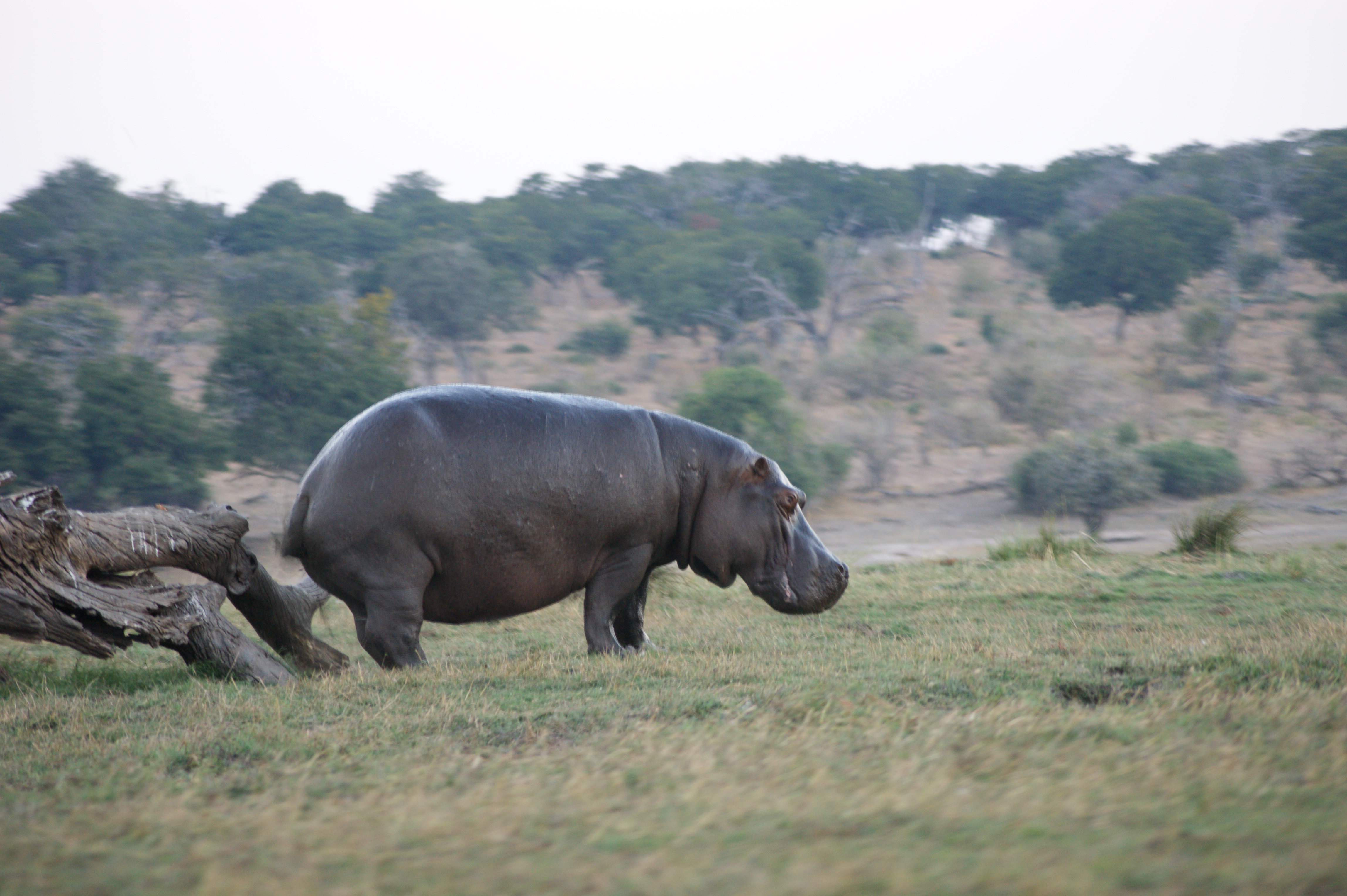 hippo