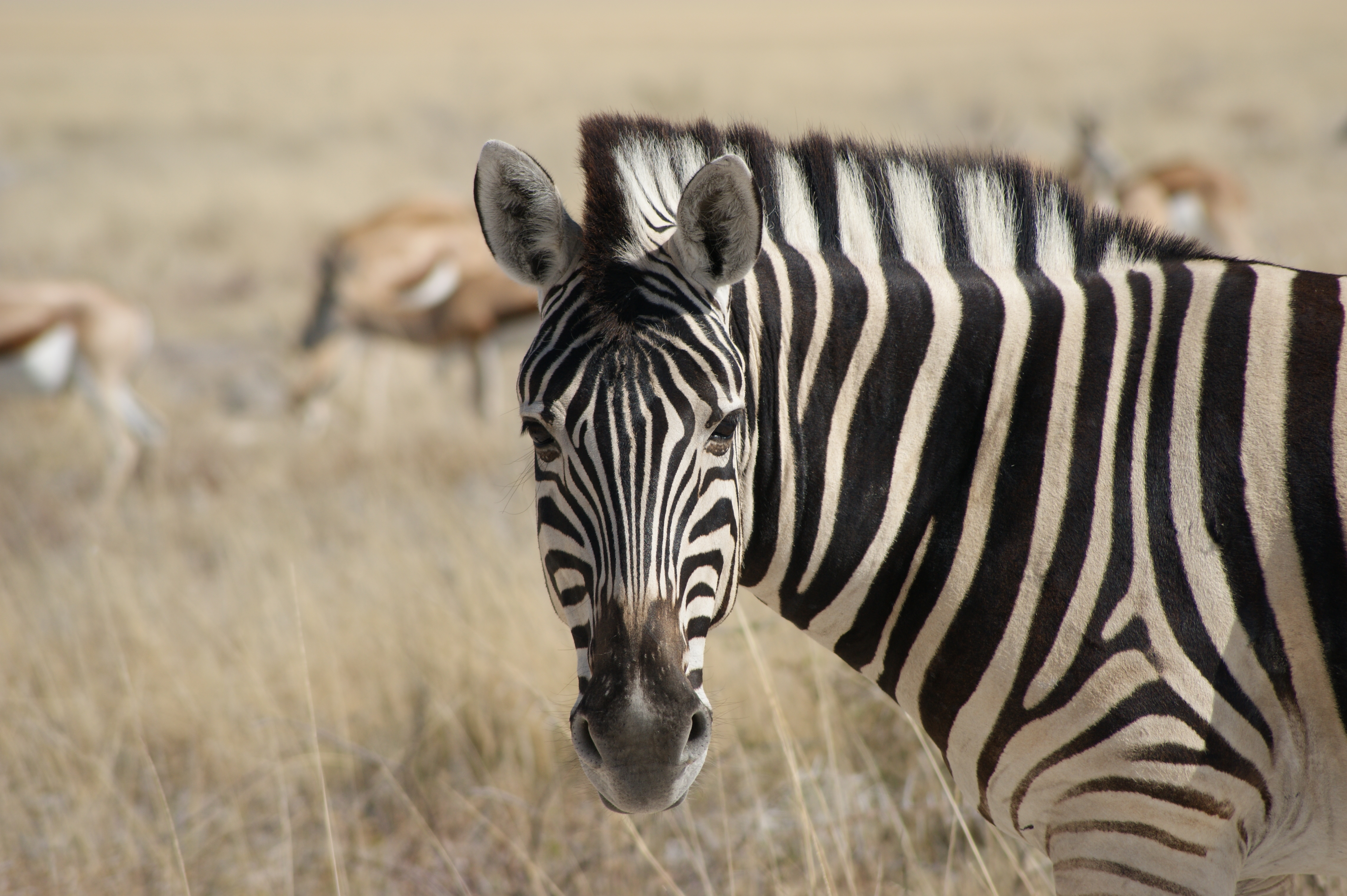zebra