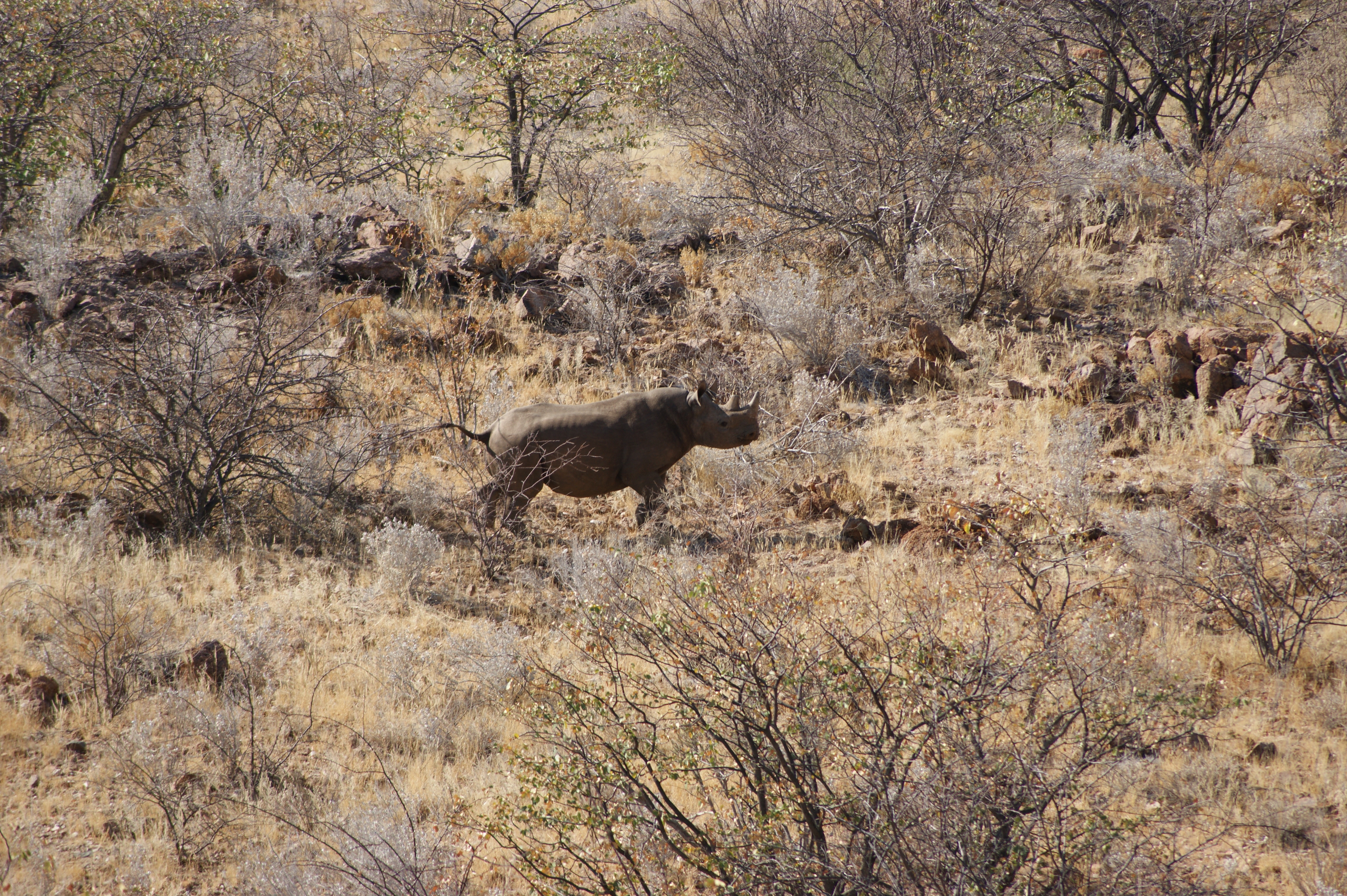 Black Rhino