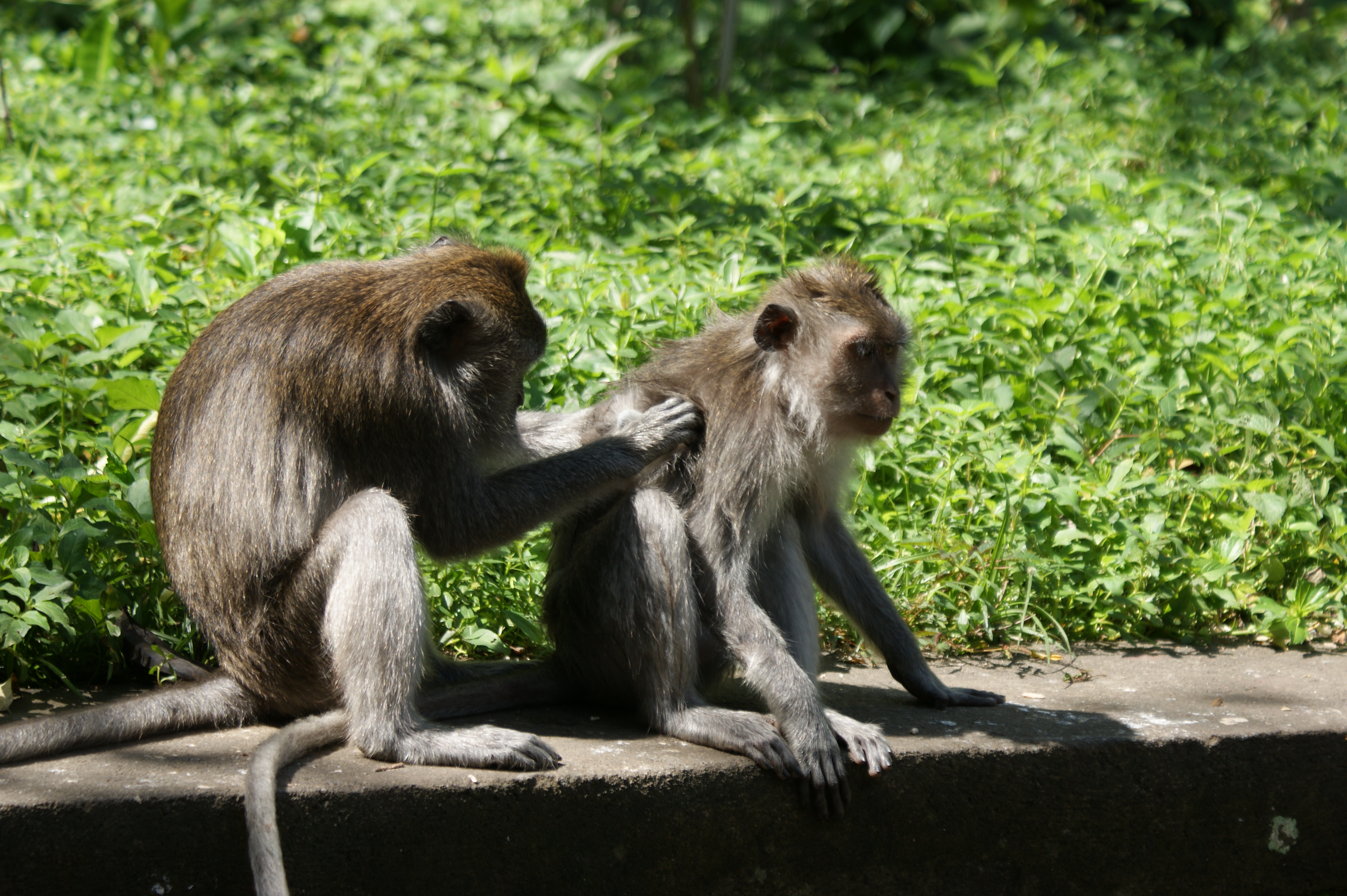 monkey
