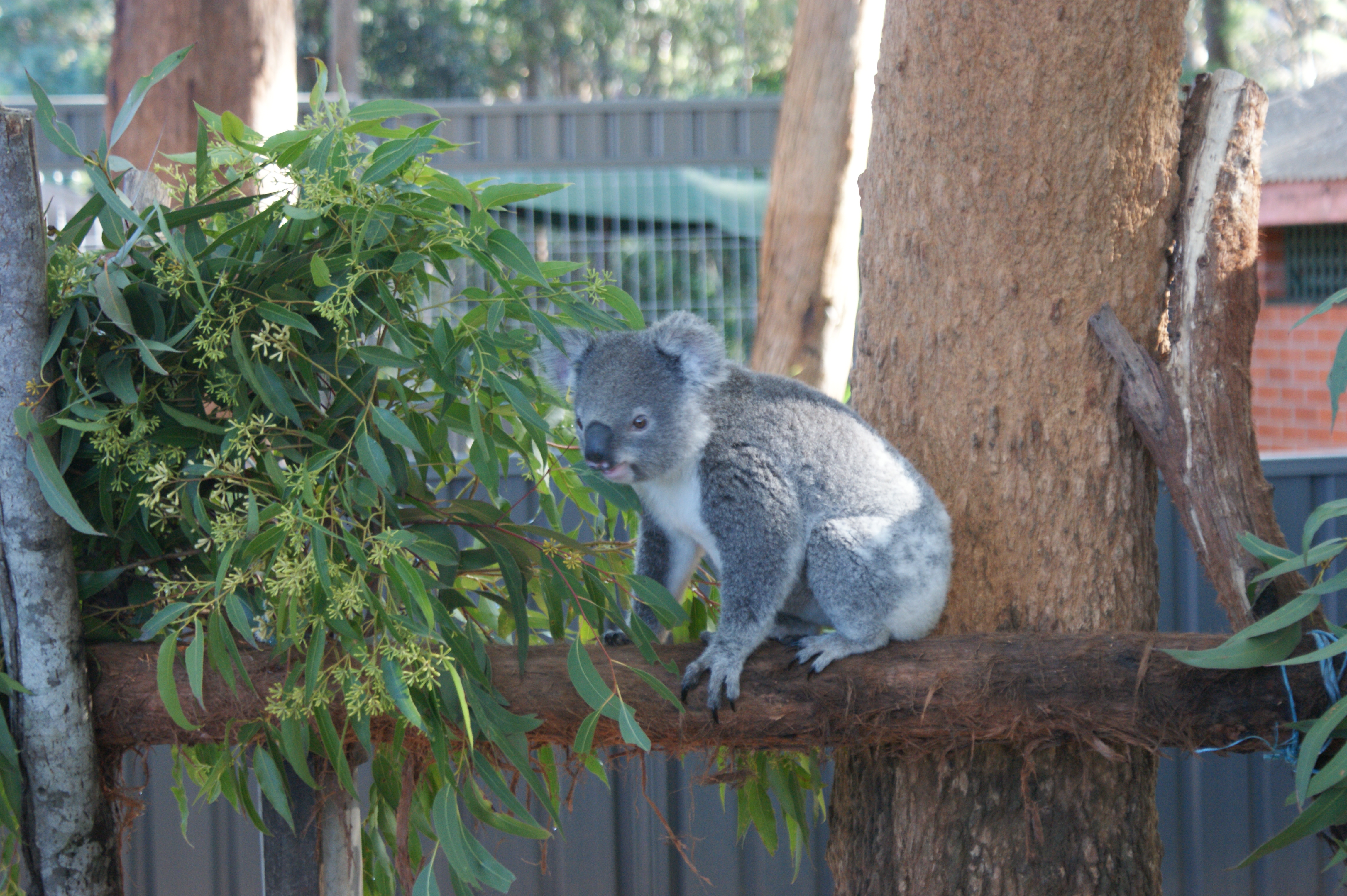 koala