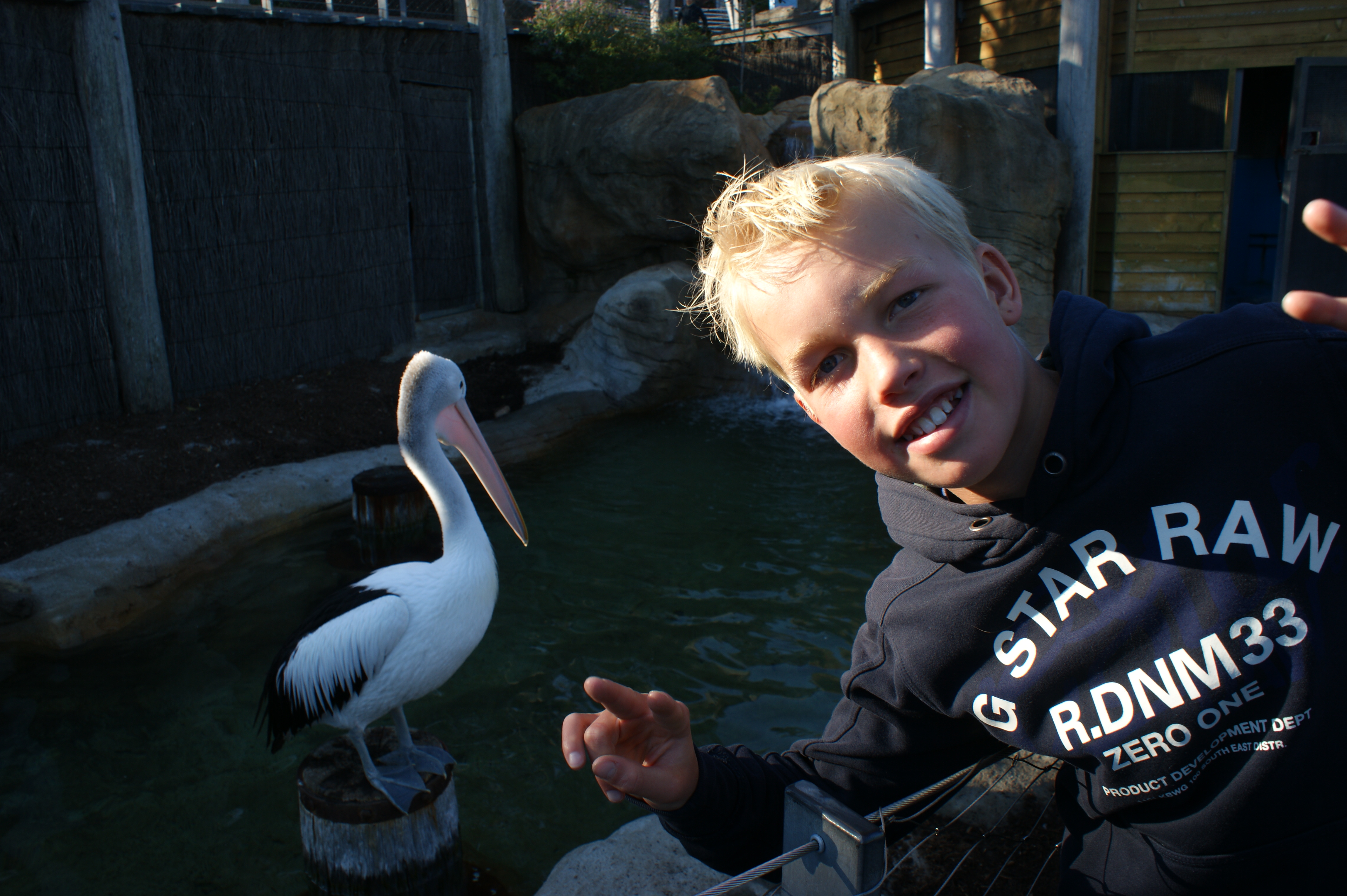 pelican