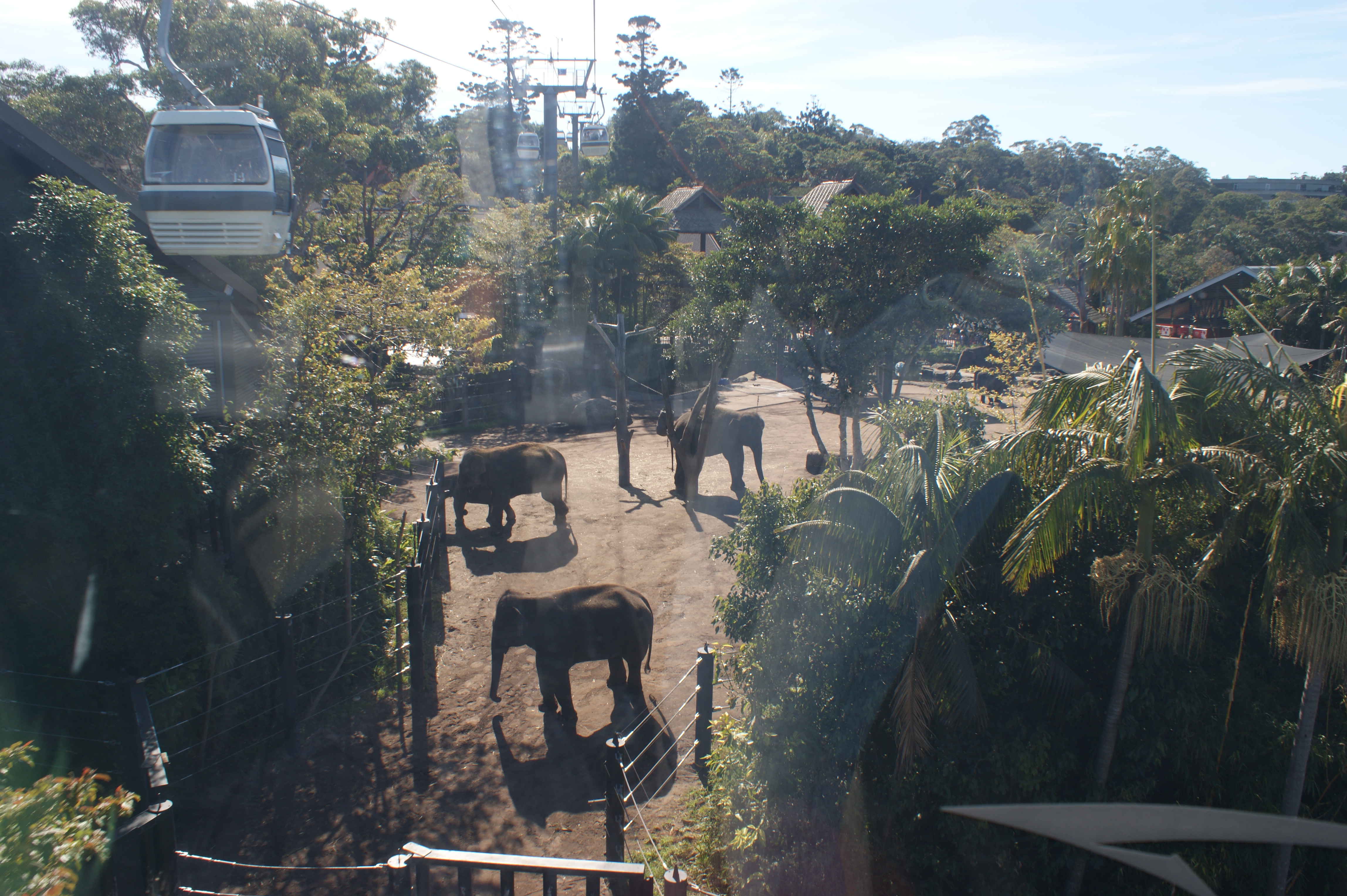 tarongazoo